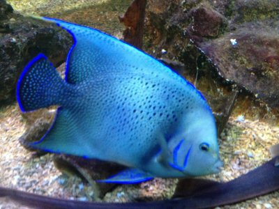 Chestertourist.com - Rhyl Sea Aquarium Page One CLOSED